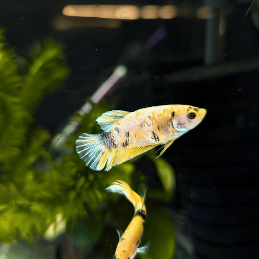 female betta