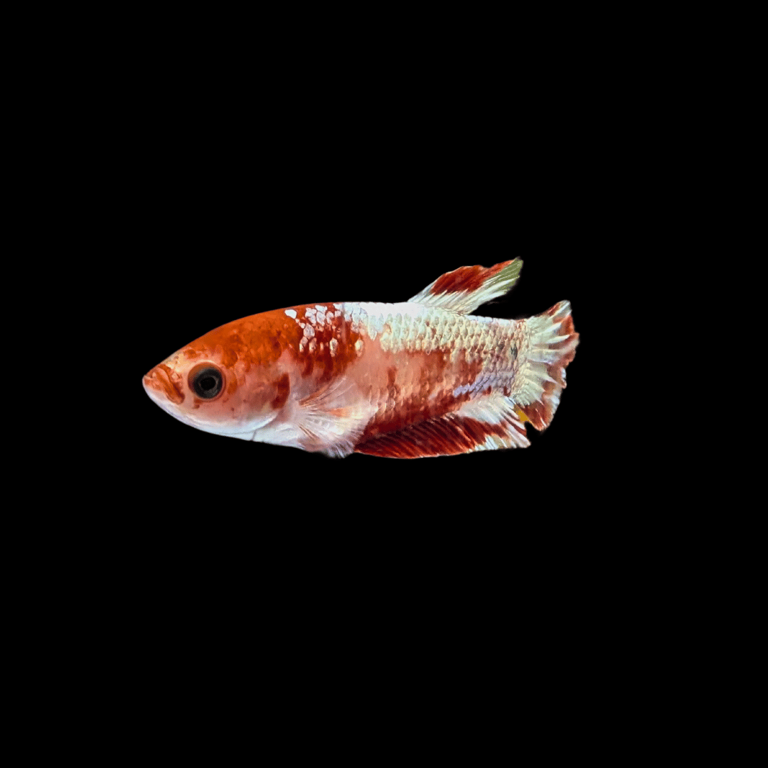 Female Betta (Siamese Fighting Fish)