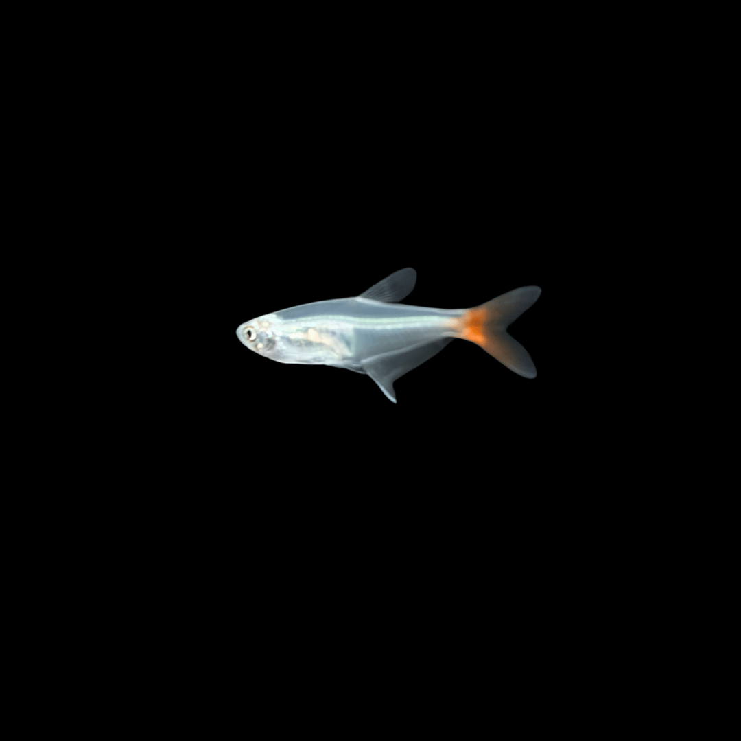 glass bloodfin tetra