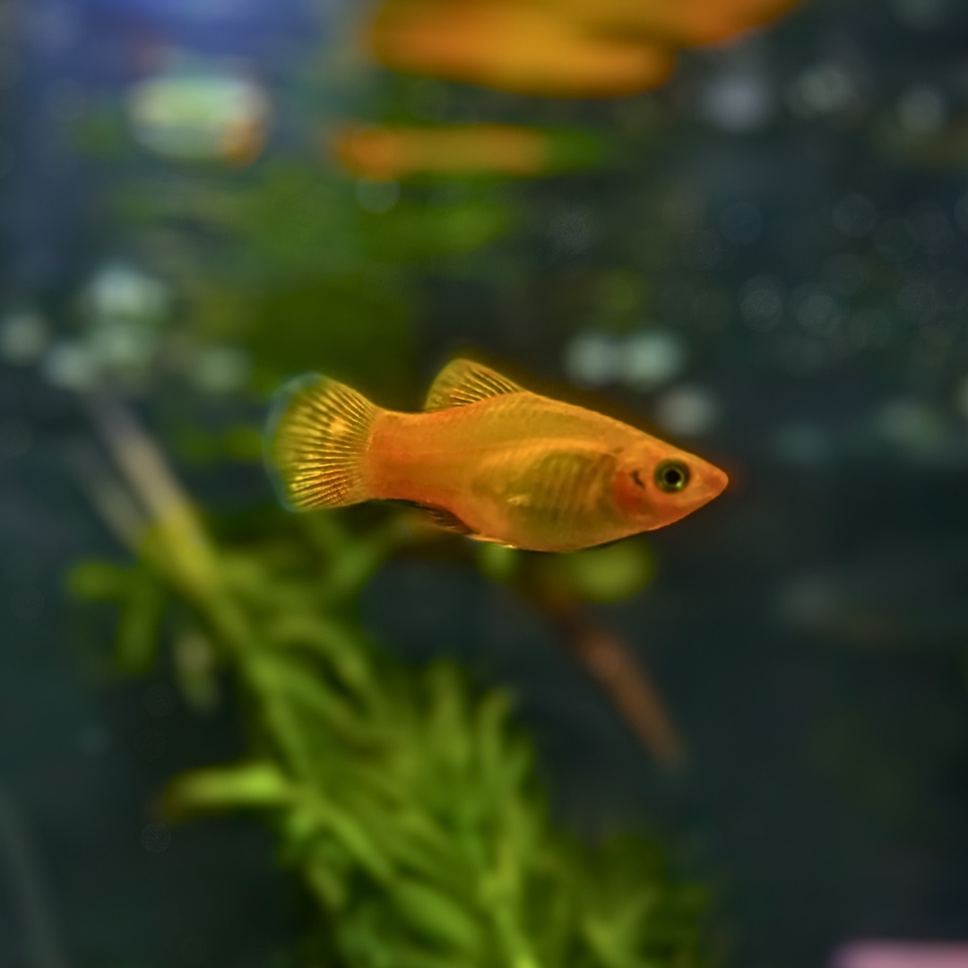 gold platy
