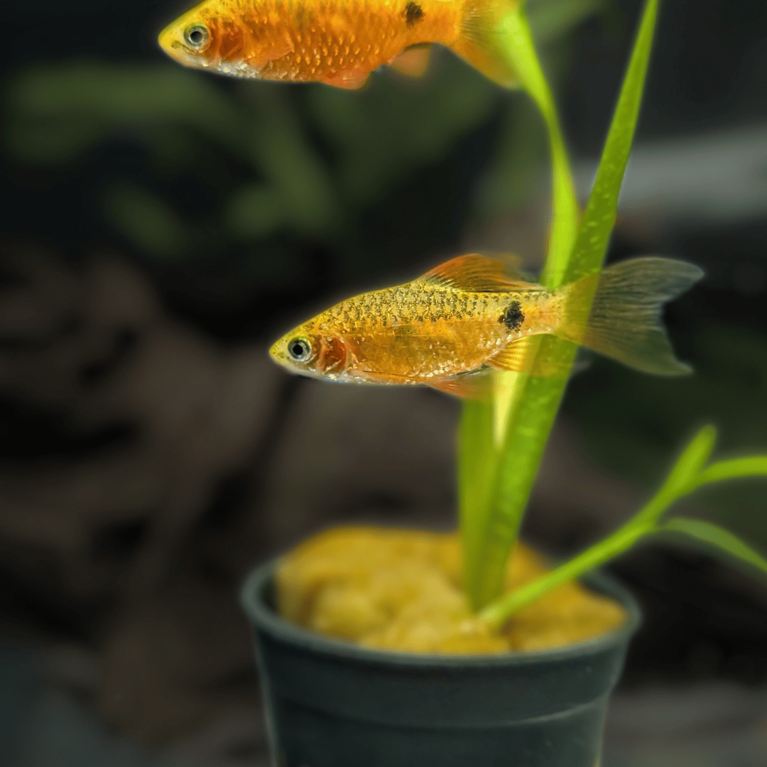 gold rosy barb fish