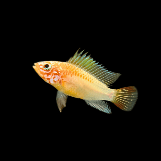 golden apistogramma fish