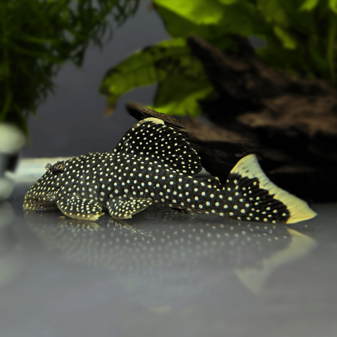 gold nugget pleco fish resting on aquarium floor