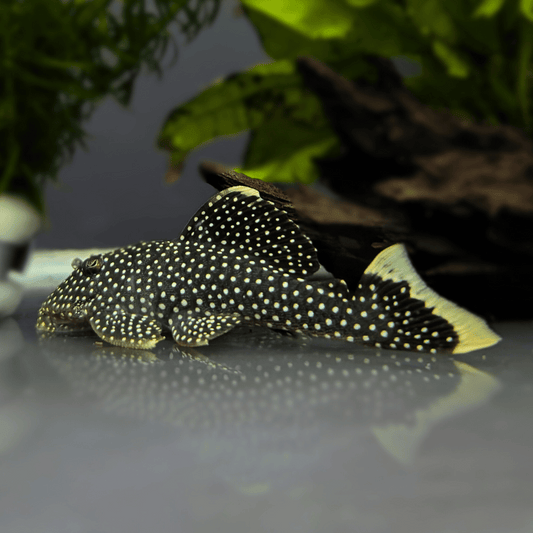 gold nugget pleco fish resting on aquarium floor