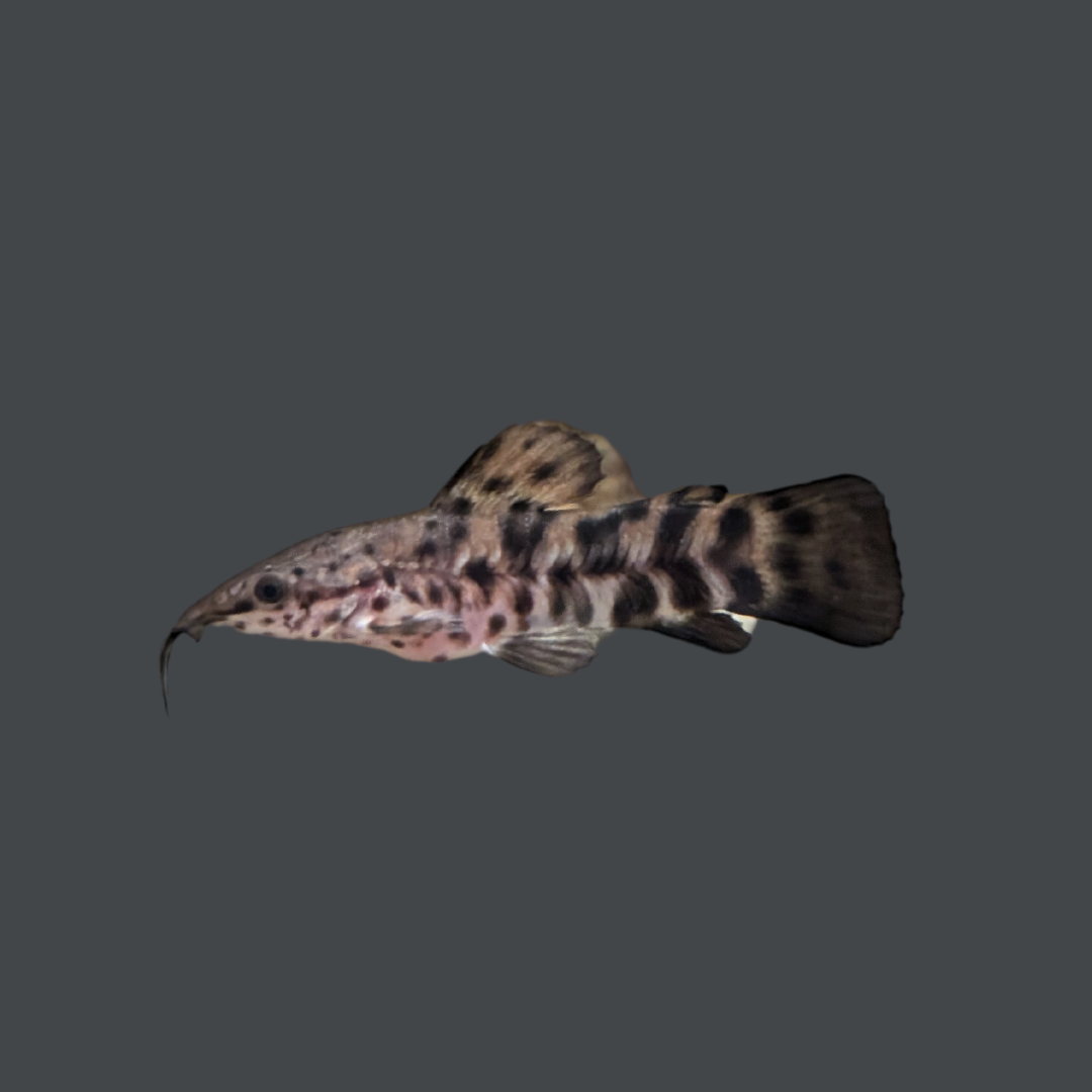 hoplosternum catfish on a grey background