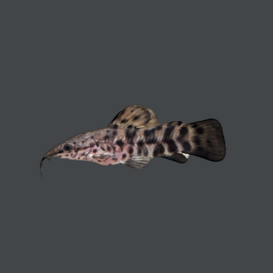 hoplosternum catfish on a grey background