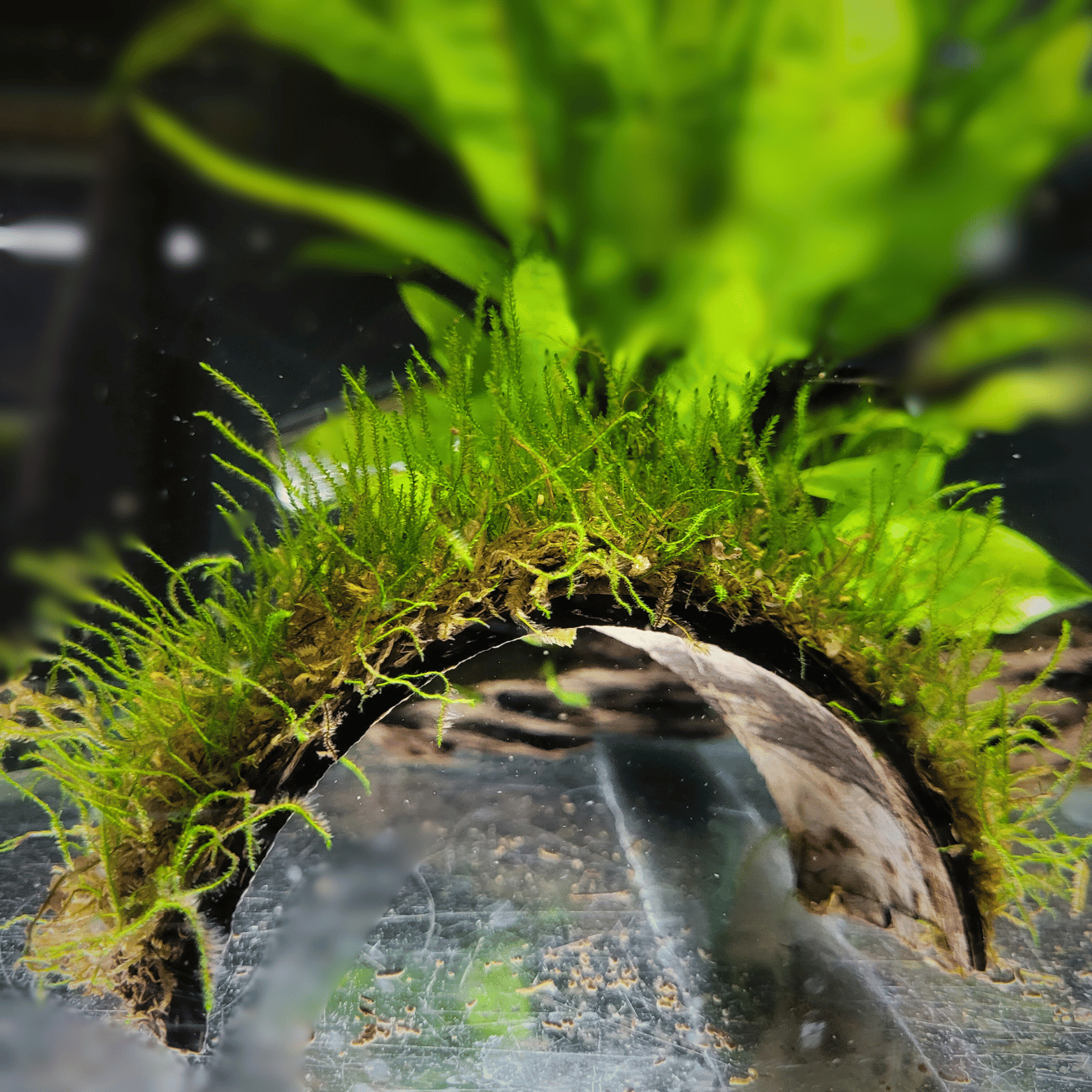java moss on coconut bridge in planted aquarium