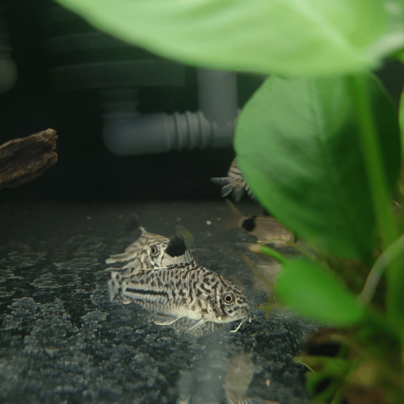 julii cory catfish