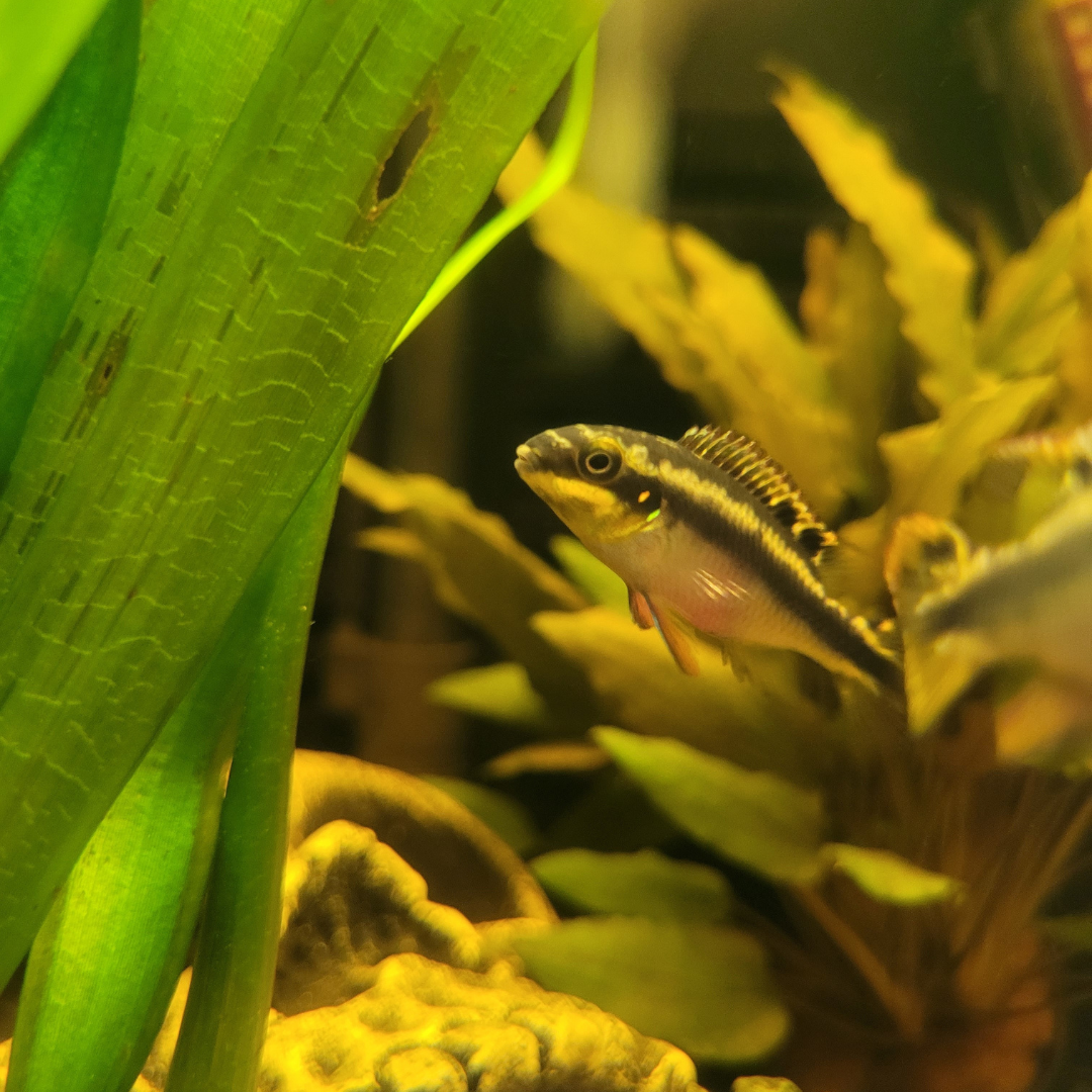 kribensis cichlid against planted background