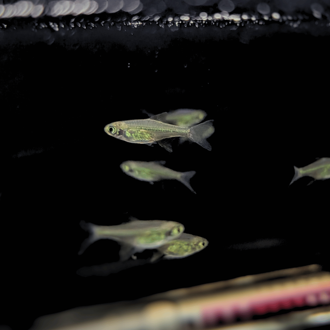 shoal of green kubotai rasbora swimming in a dark background tank