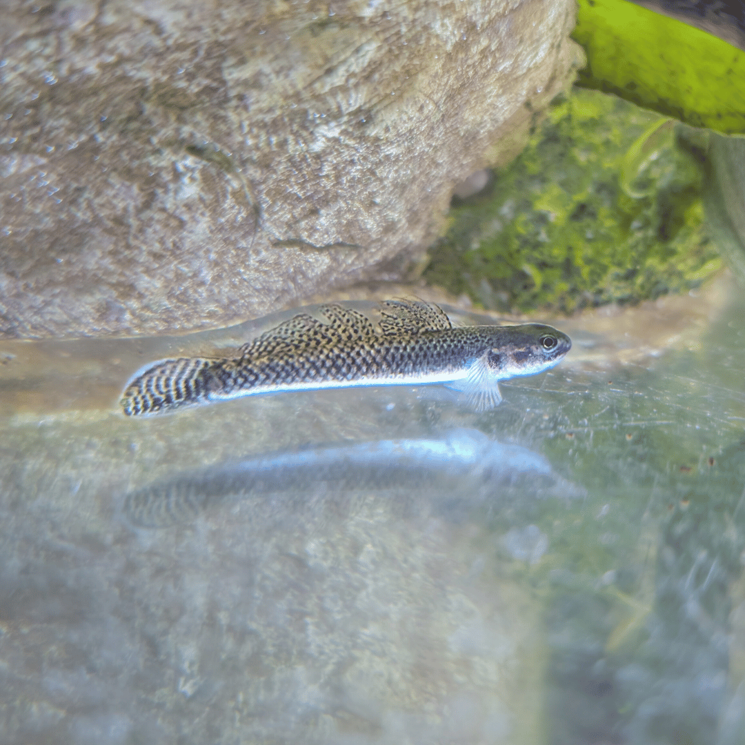 kumpay black goby resting on aquarium floor