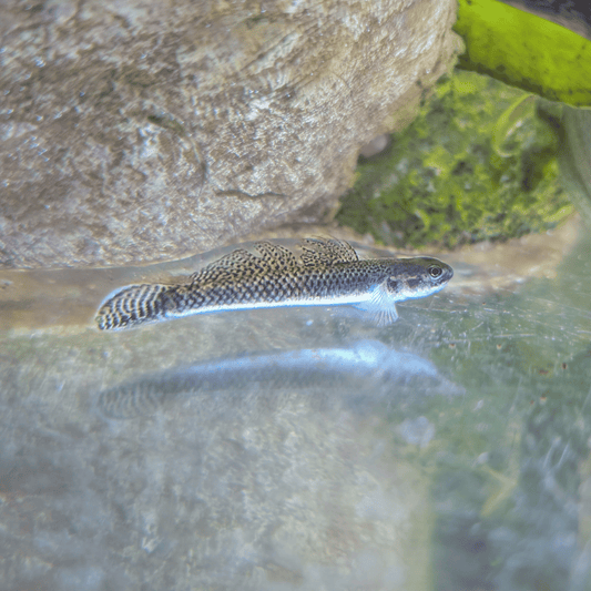 kumpay black goby resting on aquarium floor