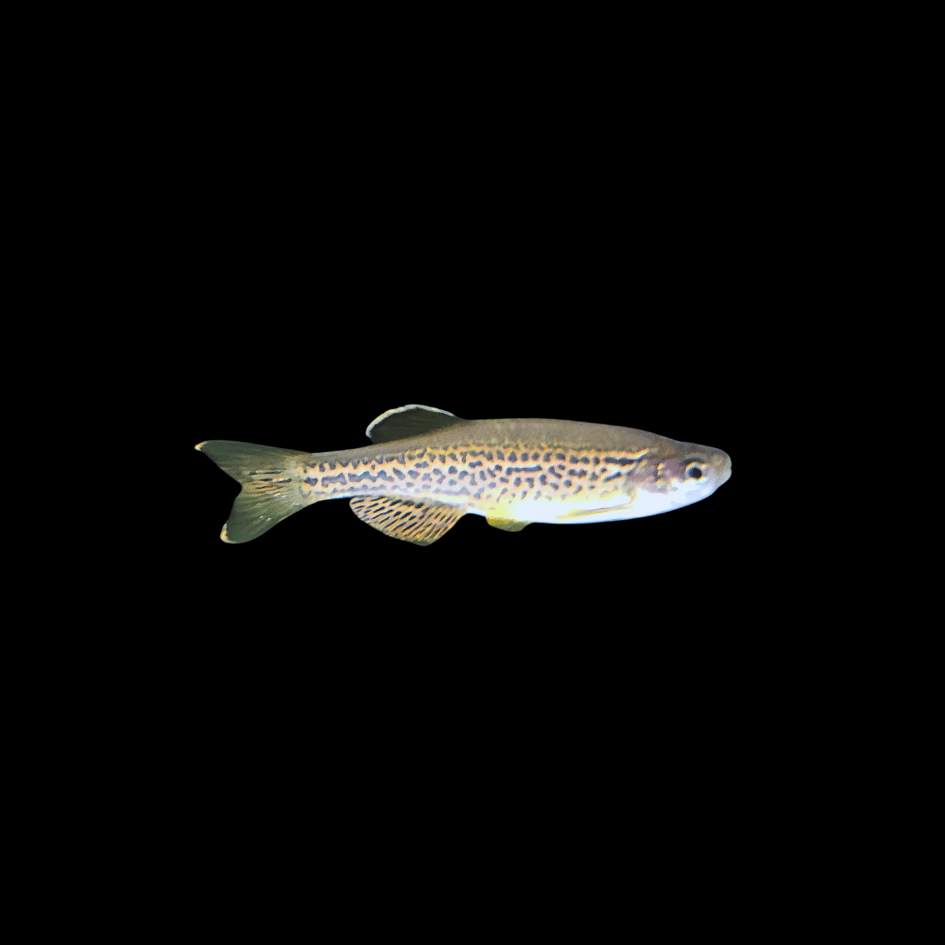 leopard danio