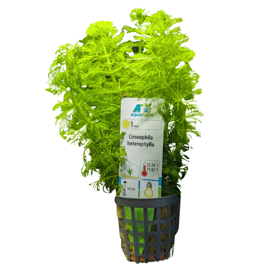 aquatic plant limnophila heterophylla in pot