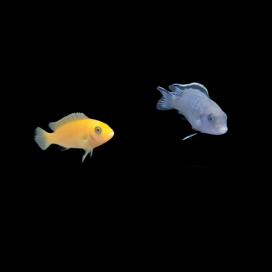 Lake Malawi Cichlid