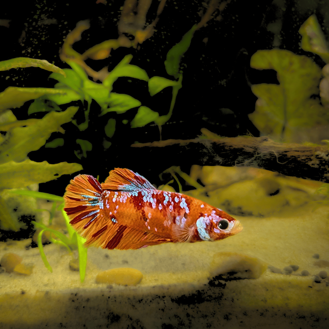 male koi betta in aquascaped tank