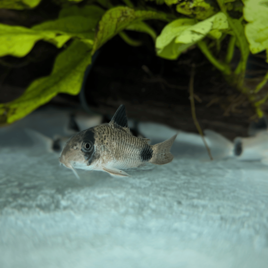panda corydoras swimming on aquarium floor