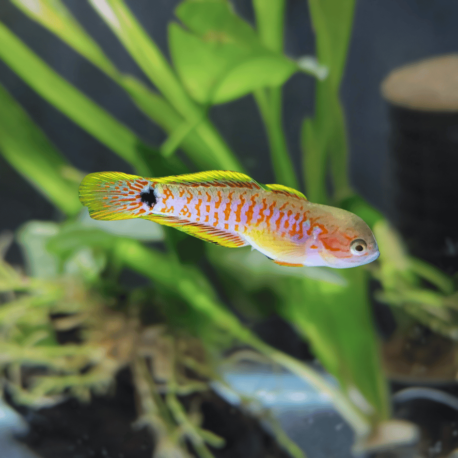 peacock gudgeon aquarium fish