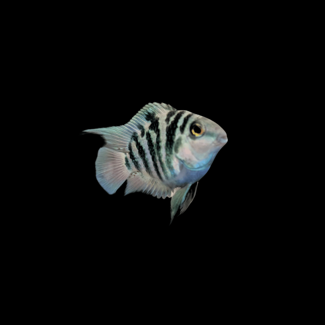 polar blue parrot cichlid against black background