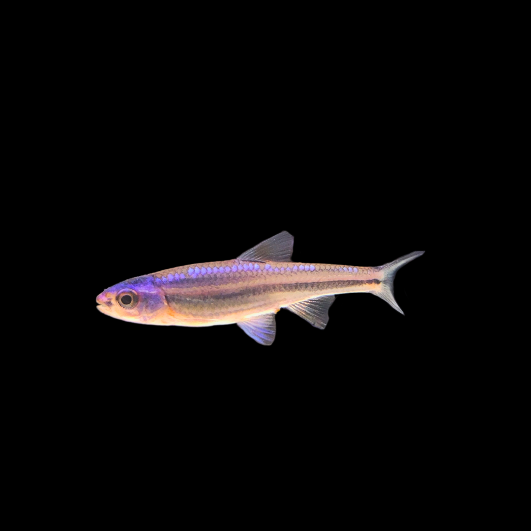 rainbow shiner american temperate fish