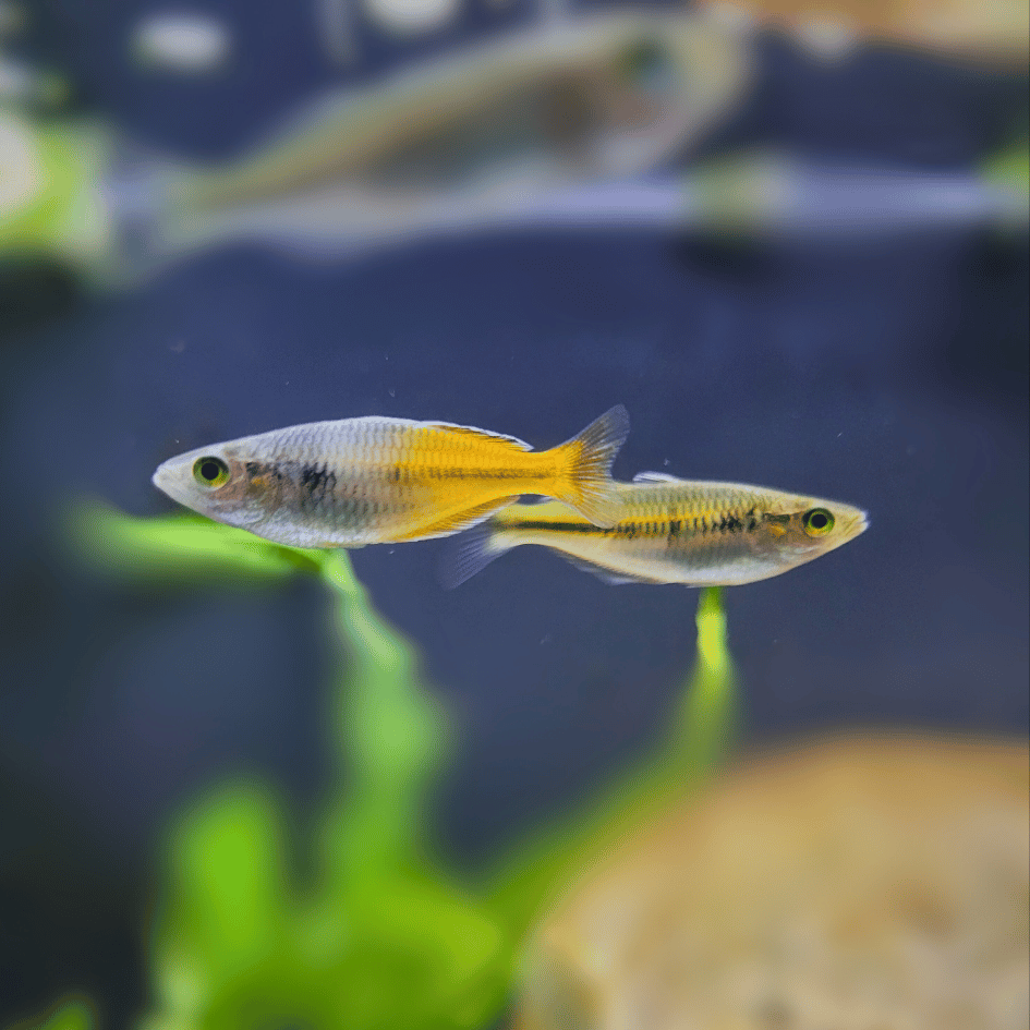 Boesemani Rainbow Fish