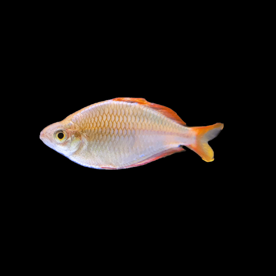 Neon Blue Dwarf Rainbow Fish