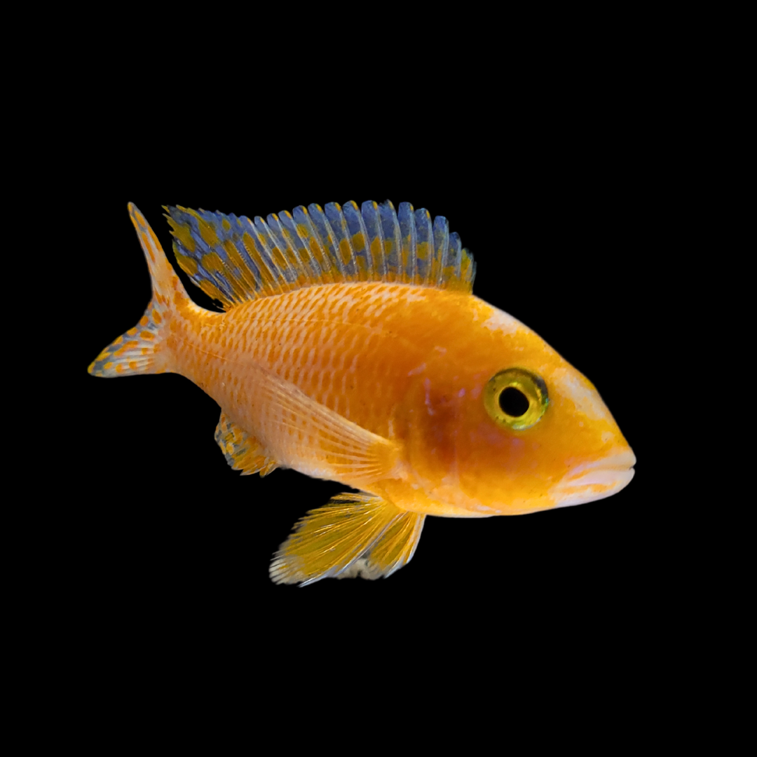 Lake Malawi Cichlid