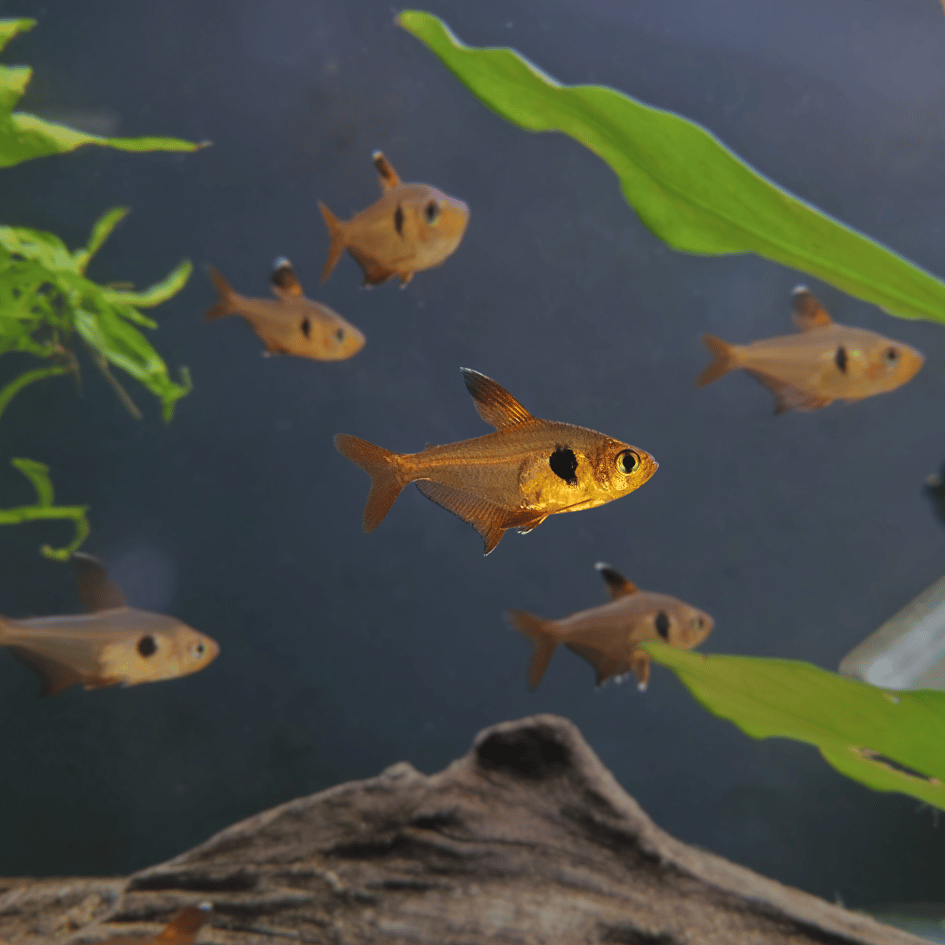 Red Phantom Tetra