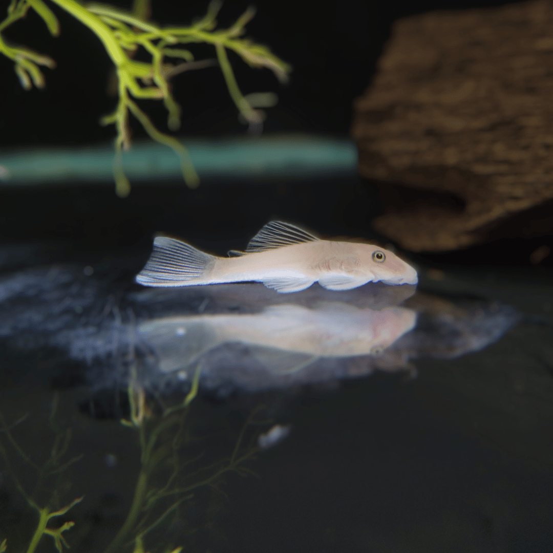 Snow White Ancistrus