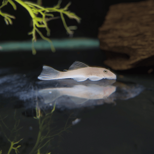 Snow White Ancistrus