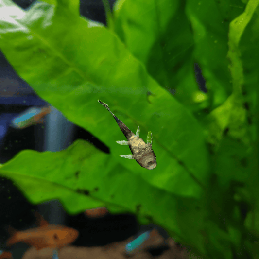 Normal Ancistrus (Bristlenose Catfish) Pleco