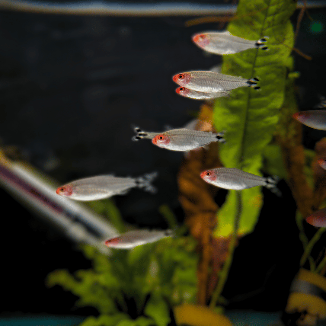 shoal of rummynose tetra with planted background