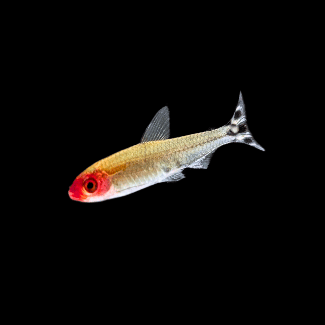 close up rummynose tetra against a black background