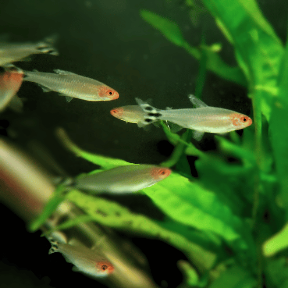 rummynose tetra tropical fish