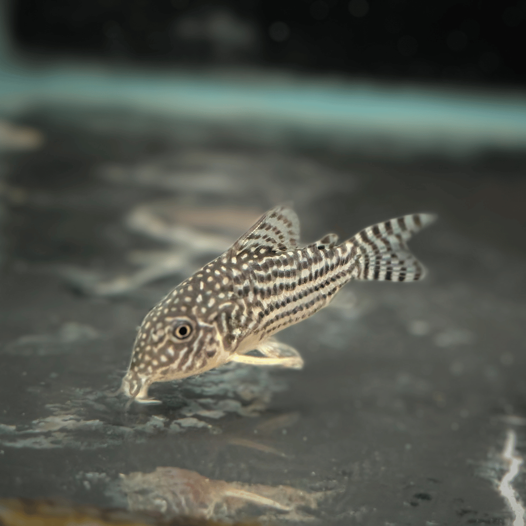 Sterbai Corydoras