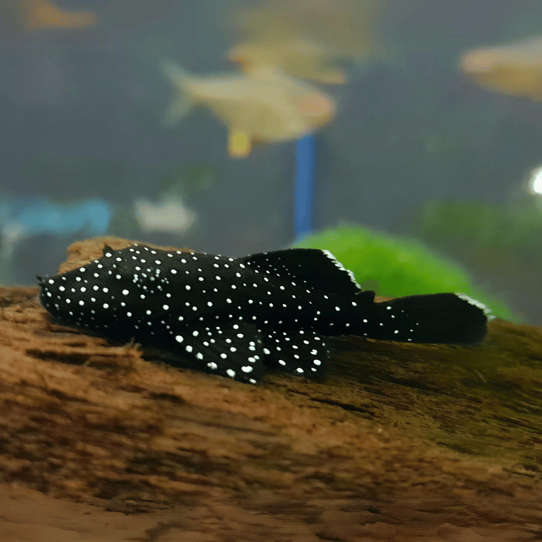 super starlight plec catfish tropical