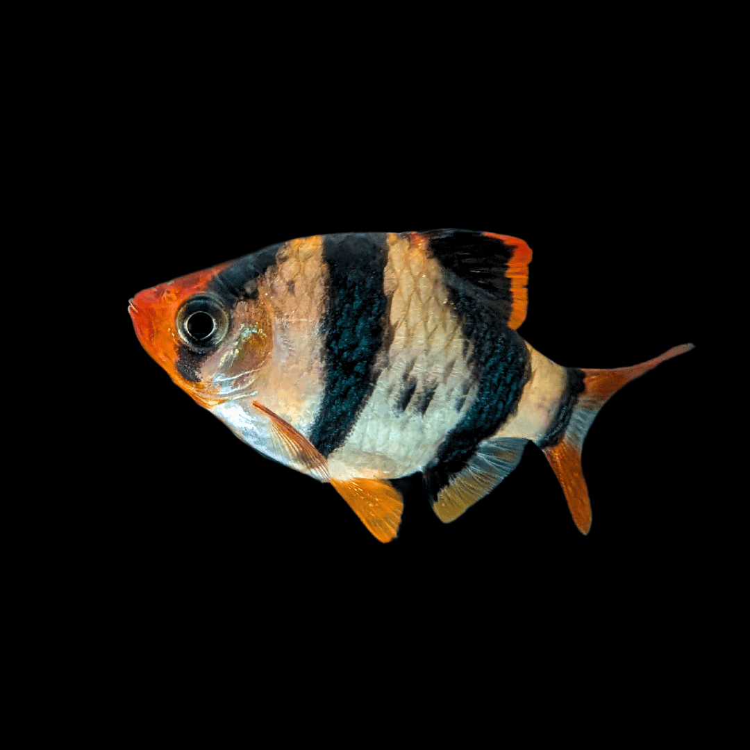Tiger Barb