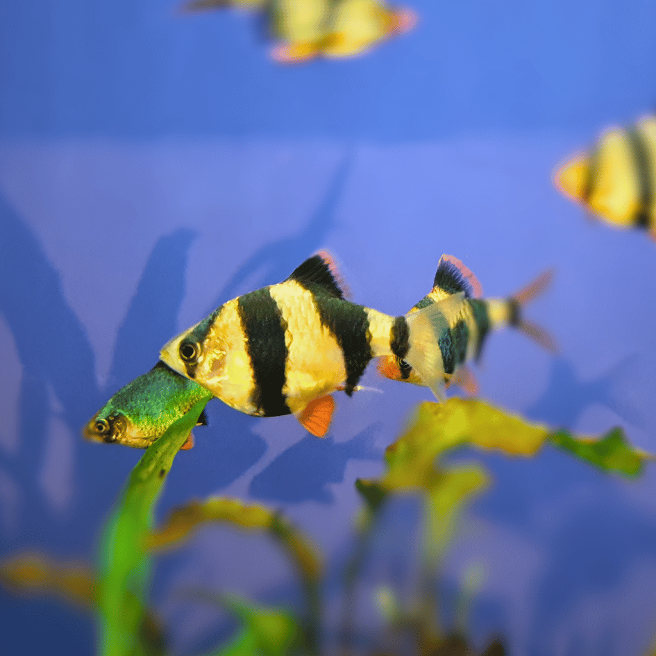 Tiger Barb