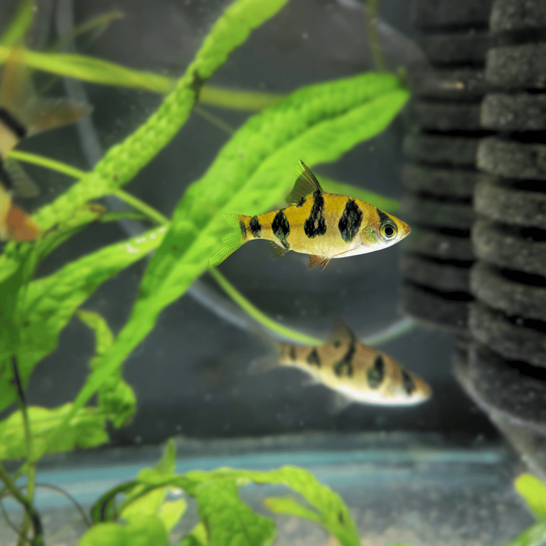 Rhombo Barb