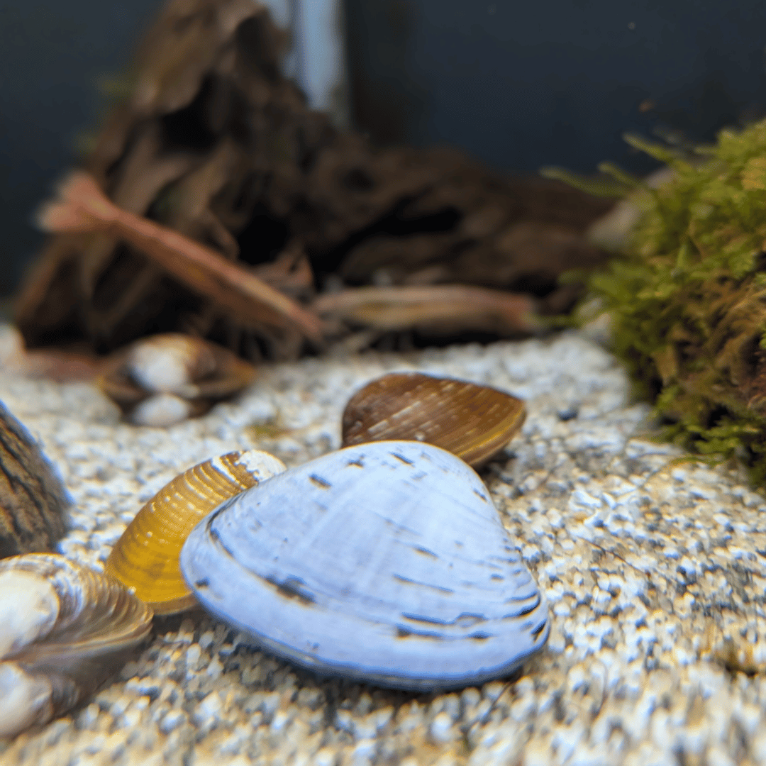 violet clam