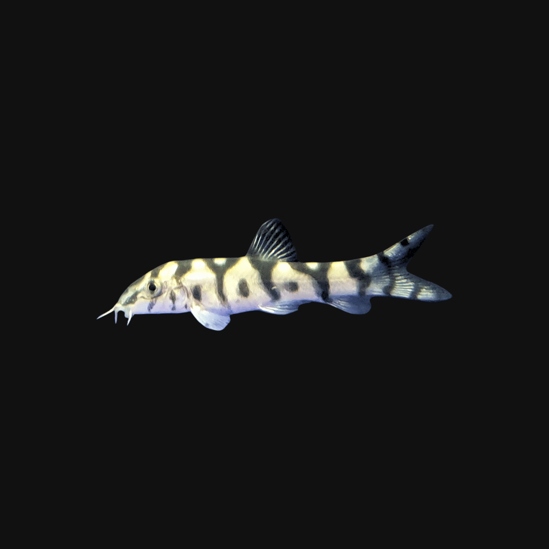 yoyo loach tropical fish