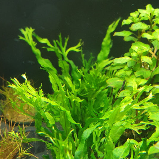 Microsorium Pteropus Species 'Windelov' - Spiky Java Fern