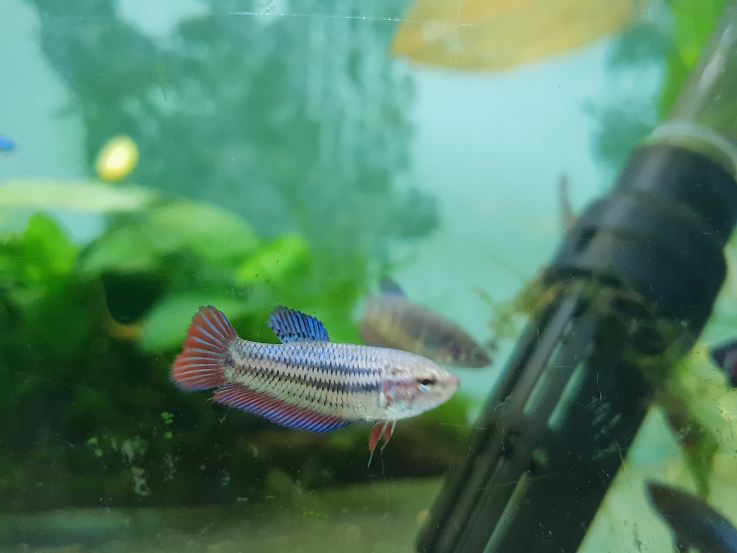 Female Betta (Siamese Fighting Fish)