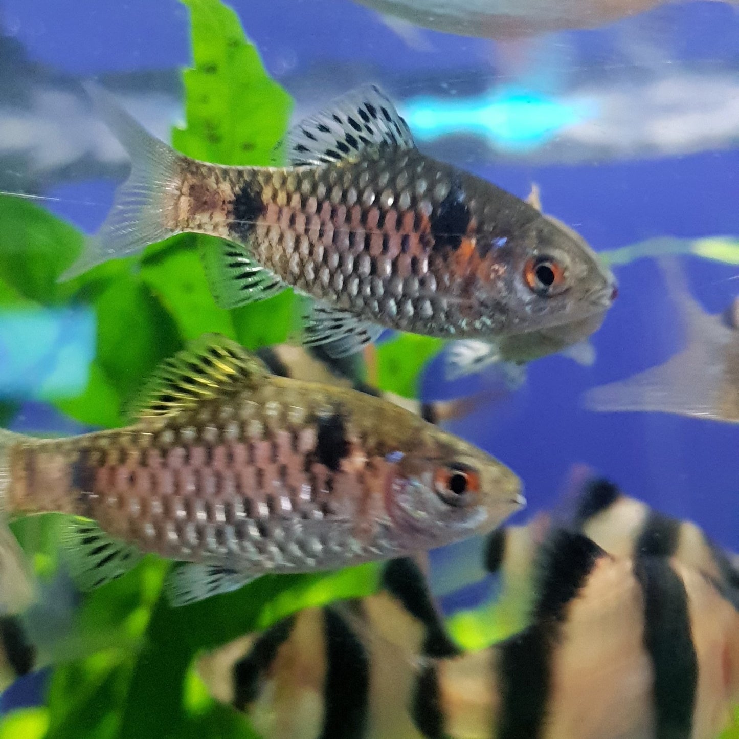 Odessa Barb