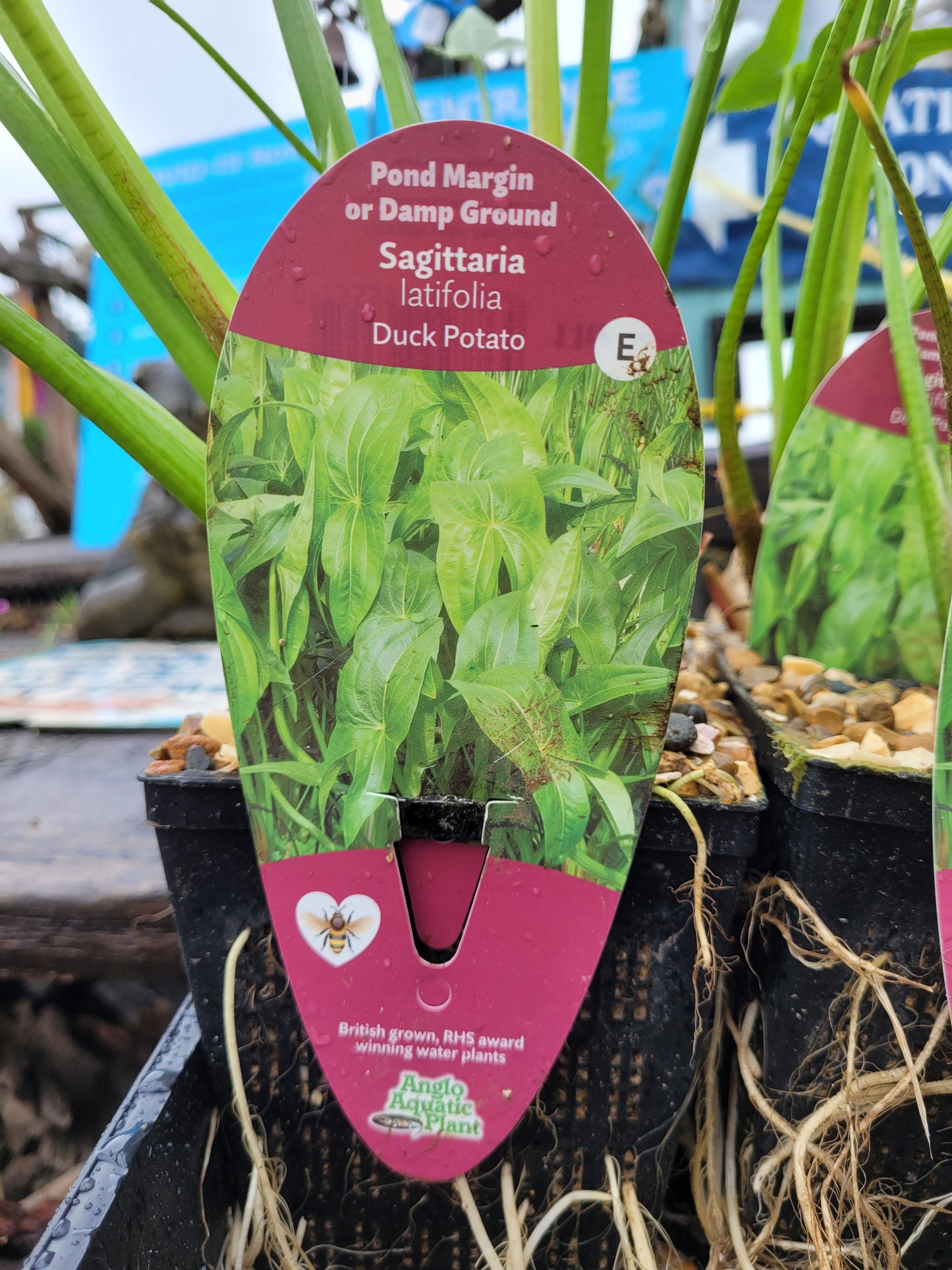 Sagittaria Latifolia- Duck Potato