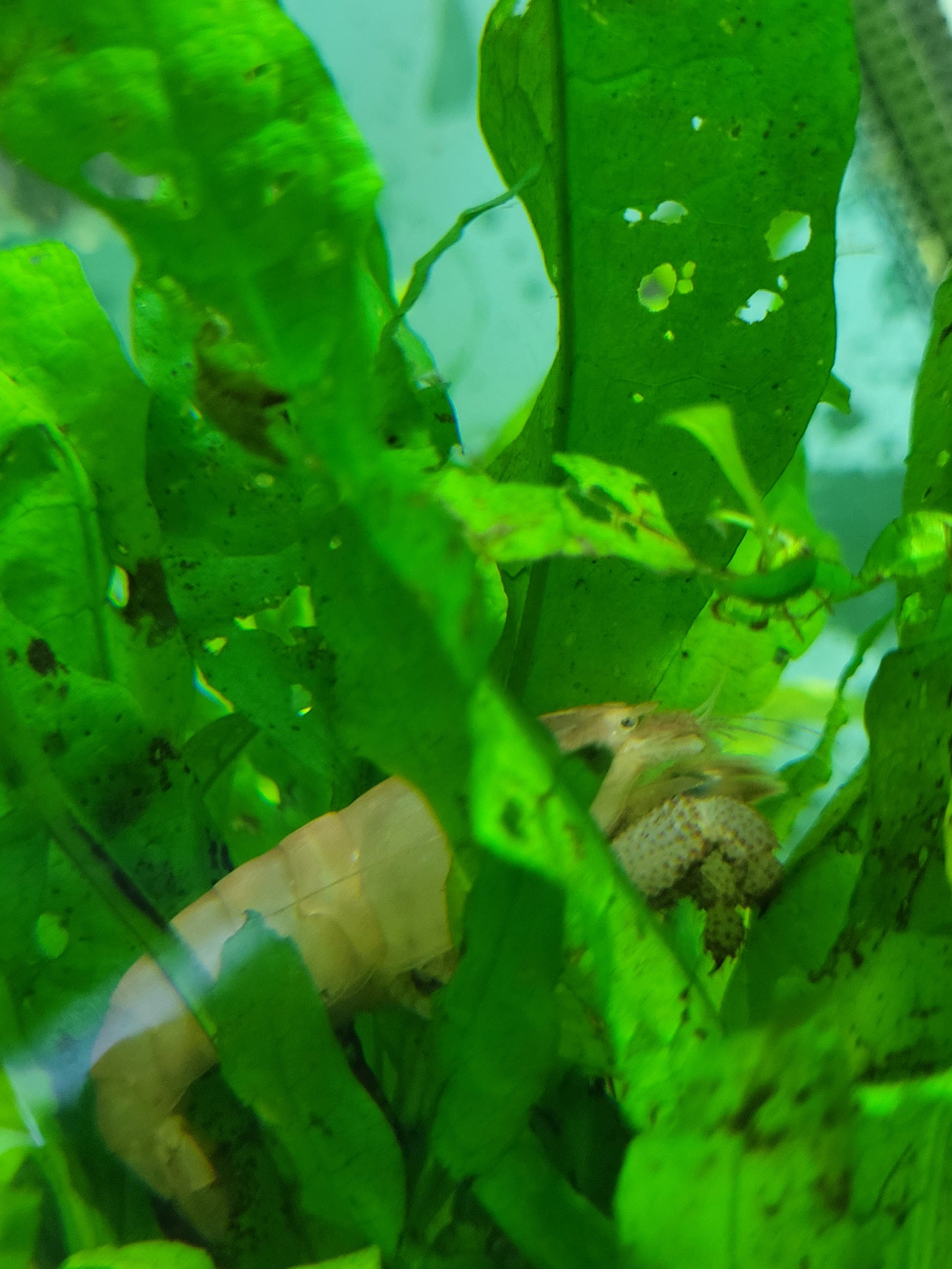 Armoured Shrimp