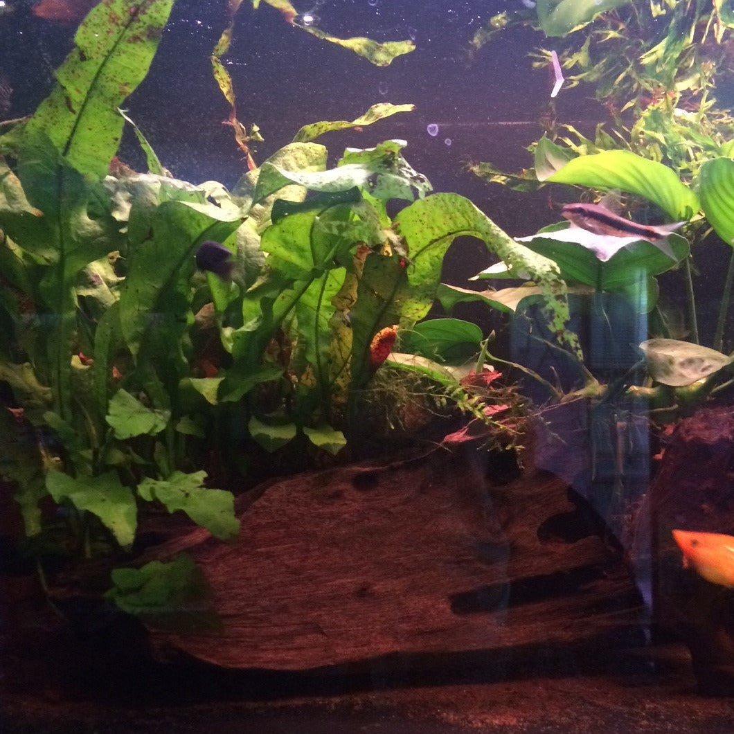 Java Fern 'Microsorum pteropus' on Bogwood Aquafluer
