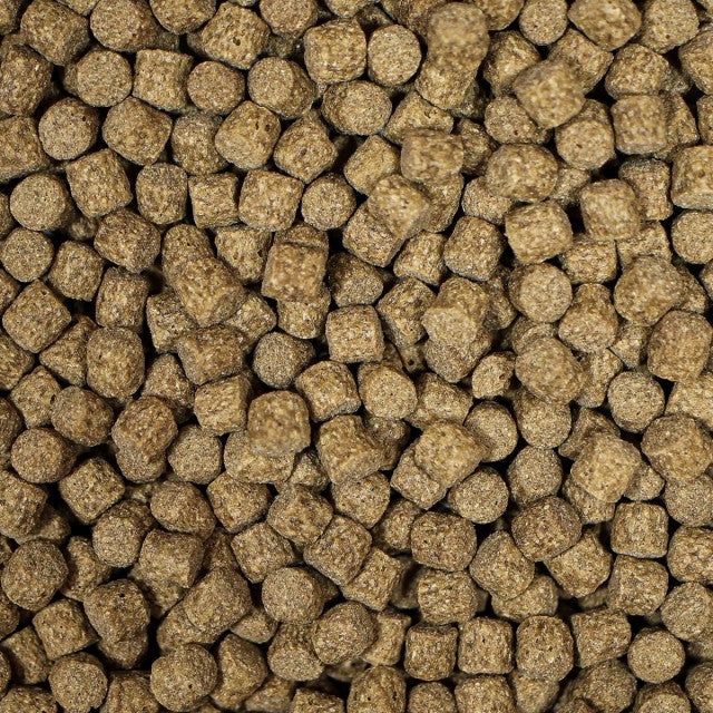 NT Labs Medikoi Probiotic Growth close up
