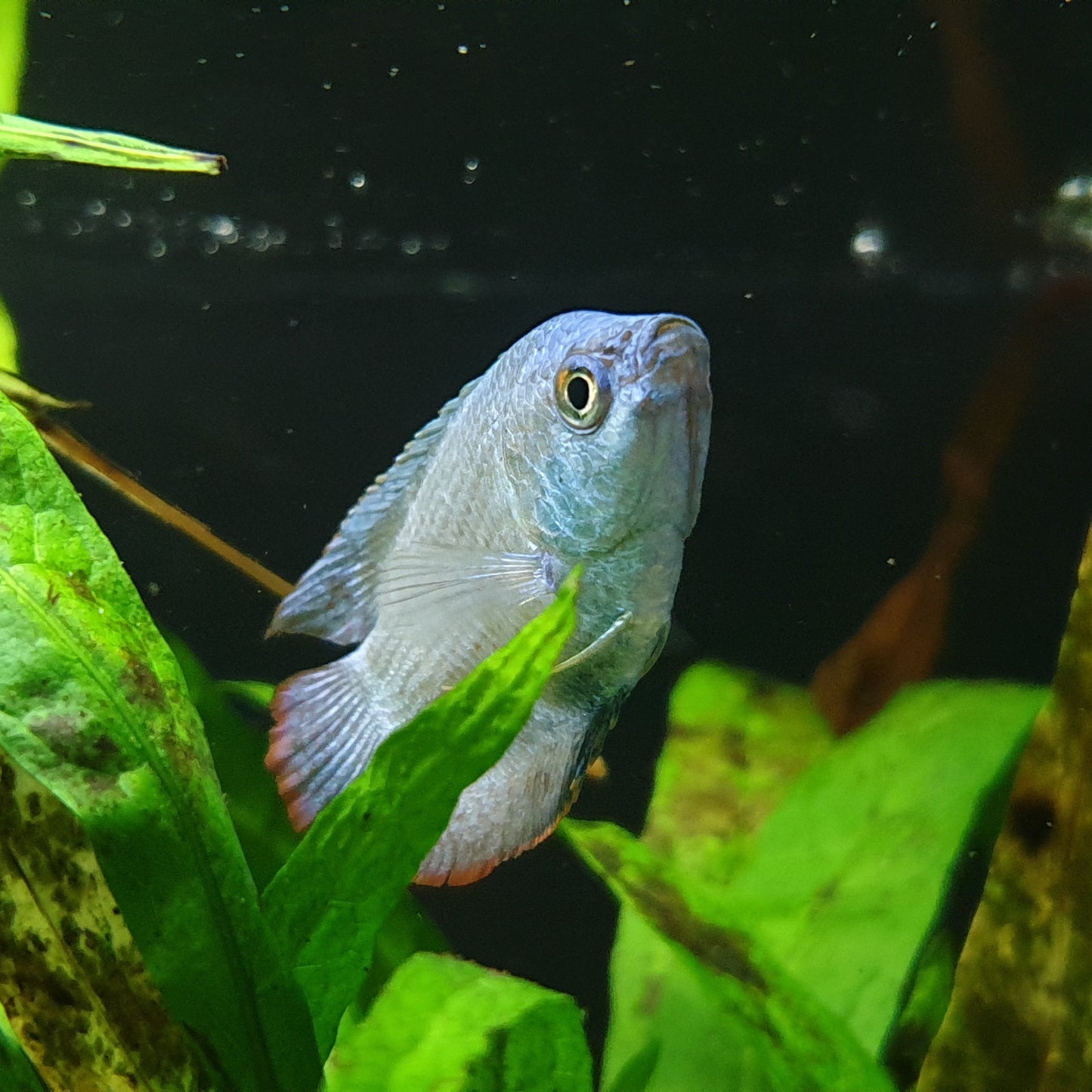 dwarf gourami