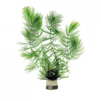Ceratophyllum demersum - Hornwort